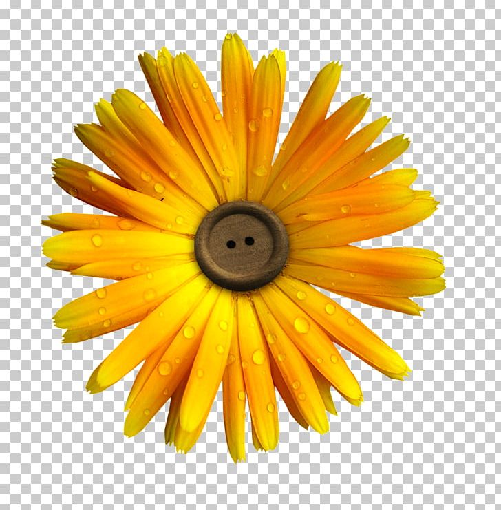 Flower Yellow PNG, Clipart, Button, Buttons, Closeup, Daisy, Daisy Family Free PNG Download