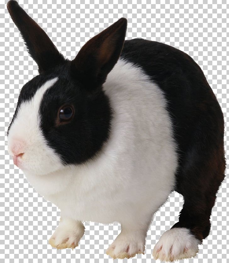 Holland Lop Netherland Dwarf Rabbit Dutch Rabbit Domestic Rabbit PNG, Clipart, Animals, Breed, Domestic Rabbit, Dutch Rabbit, Dwarf Rabbit Free PNG Download