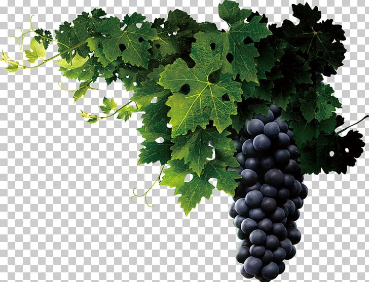 Juice Wine Common Grape Vine Grape Seed Extract PNG, Clipart, Auglis, Background, Black Grapes, Capsule, Dietary Supplement Free PNG Download