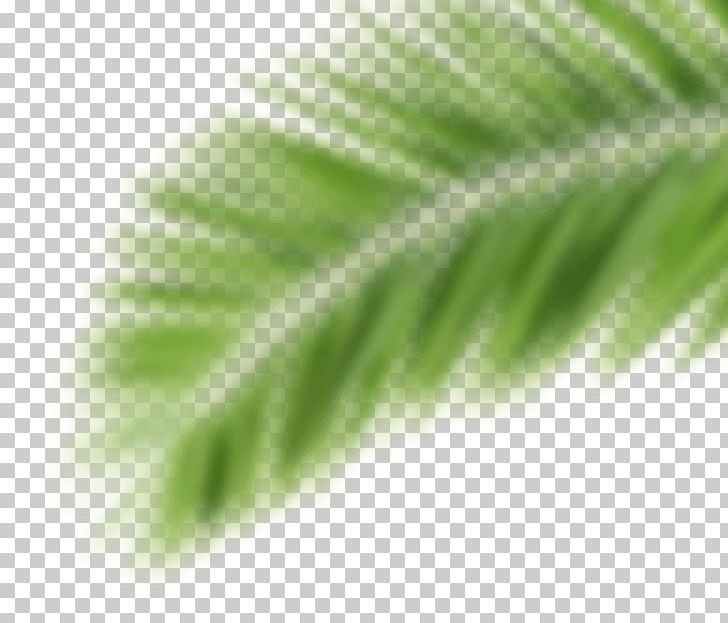 Promotional Merchandise Oeko-Tex Corporate Design Werbemittel PNG, Clipart, Arecaceae, Como, Environment, Grass, Grass Family Free PNG Download