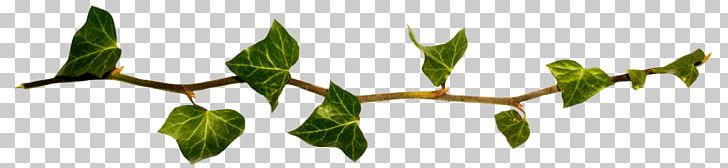 Twig Plant Stem Leaf Flower PNG, Clipart, Branch, Flora, Flower, Grass, Hula Hoop Free PNG Download