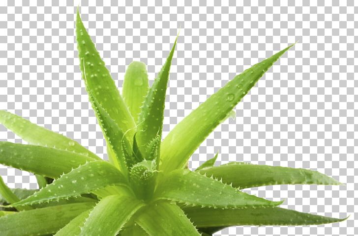 Aloe Vera Aloe Ferox Gel PNG, Clipart, Aloe, Aloe Ferox, Aloe Vera, Background, Dermatitis Free PNG Download