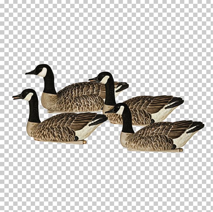 Canada Goose Duck Wawa PNG, Clipart, Animals, Avian, Baby Jumper, Beak, Bird Free PNG Download