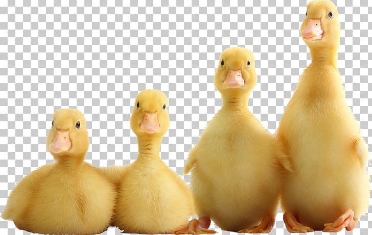 Domestic Duck Stock Photography PNG, Clipart, Advertising, Animals, Beak, Bird, Brand Free PNG Download