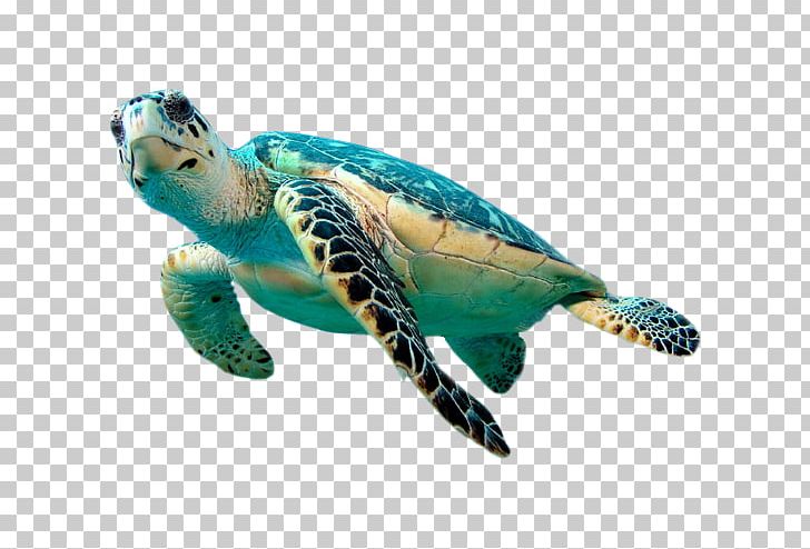 Hawksbill Sea Turtle Green Sea Turtle PNG, Clipart, Animal, Animals, Beak, Coral, Coral Reef Free PNG Download
