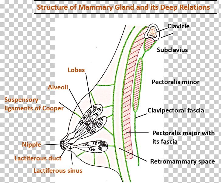 Mammary Gland Cavernous Sinus Head And Neck Anatomy PNG, Clipart, Anatomy, Angle, Area, Cavernous Sinus, Deep Fascia Free PNG Download