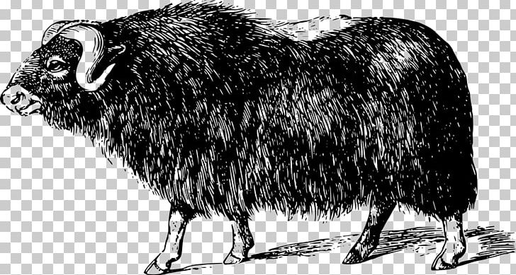 Muskox Bison Domestic Yak Cattle PNG, Clipart, Animals, Arctic, Bison, Black And White, Bovinae Free PNG Download