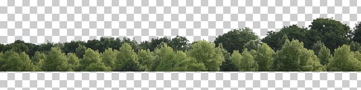 Tree Forest PNG, Clipart, Biome, Clip Art, Clipping Path, Computer Icons, Conifer Free PNG Download
