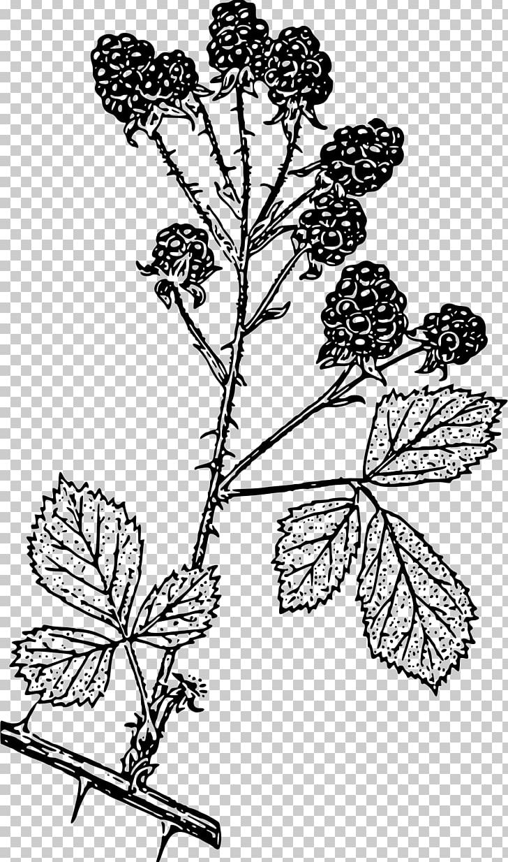 Blackberry Mobile Phones Drawing PNG, Clipart, Black And White, Branch, Computer Icons, Flora, Flower Free PNG Download