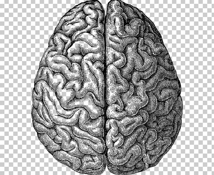 Human Brain Drawing PNG, Clipart, Anatomy, Botanical Illustration, Brain, Drawing, Human Body Free PNG Download