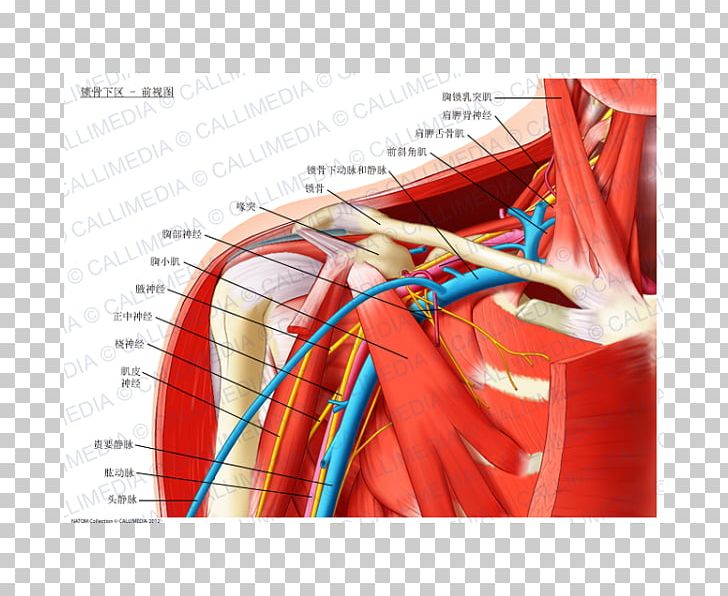 Infraclavicular Fossa Anatomy Subclavian Artery Scalene Muscles Brachial Plexus PNG, Clipart, Anatomy, Anterior Scalene Muscle, Blood Vessel, Brachial Plexus, Human Body Free PNG Download
