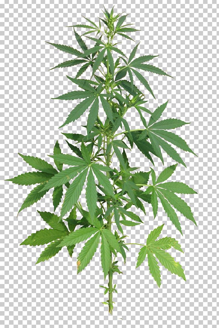 Medical Cannabis Zia Health Wellness Cannabis Cultivation PNG, Clipart, Cannabis, Cannabis Cultivation, Cannabis Png, Cannabis Ruderalis, Cannabis Sativa Free PNG Download