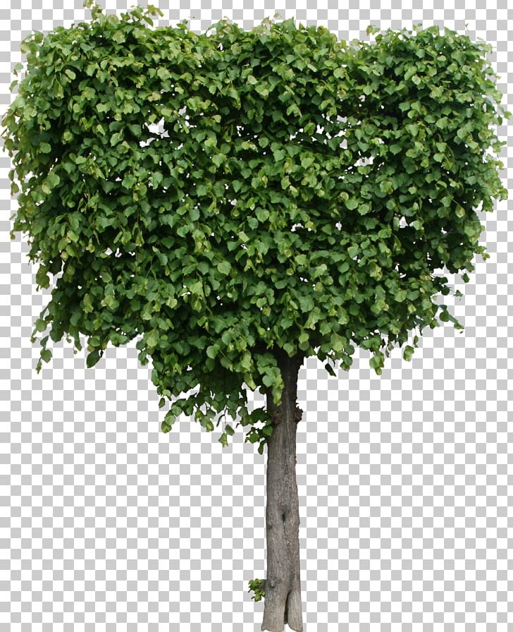 Tree Shrub Plant Quality Texture Mapping PNG, Clipart, 3d Computer Graphics, Branch, Critical To Quality, Ctq Tree, Evergreen Free PNG Download