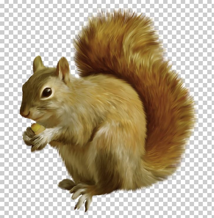 Tree Squirrels Rodent Chipmunk Pousada Bosque Do Esquilo PNG, Clipart, Animal, Chipmunk, Connect, Fauna, Fox Squirrel Free PNG Download