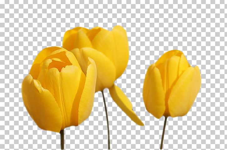 Tulip Cut Flowers Yellow PNG, Clipart, Cut Flowers, Data, Data Compression, Download, Drawing Free PNG Download