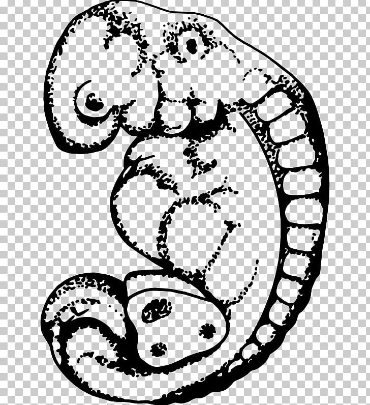 Embryo Drawing PNG, Clipart, Animal, Area, Art, Artwork, Black And White Free PNG Download