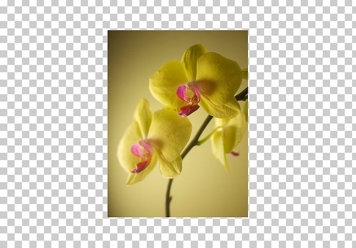 Flower Map Writing My Will Moth Orchids Author PNG, Clipart, Author, Cattleya, Cattleya Orchids, Deborah Leipziger, Dendrobium Free PNG Download