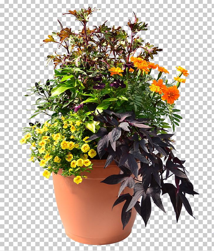 Flowerpot Annual Plant Hanging Basket Houseplant PNG, Clipart, Annual Plant, Chrysanthemum, Coleus, Cut Flowers, Flower Free PNG Download