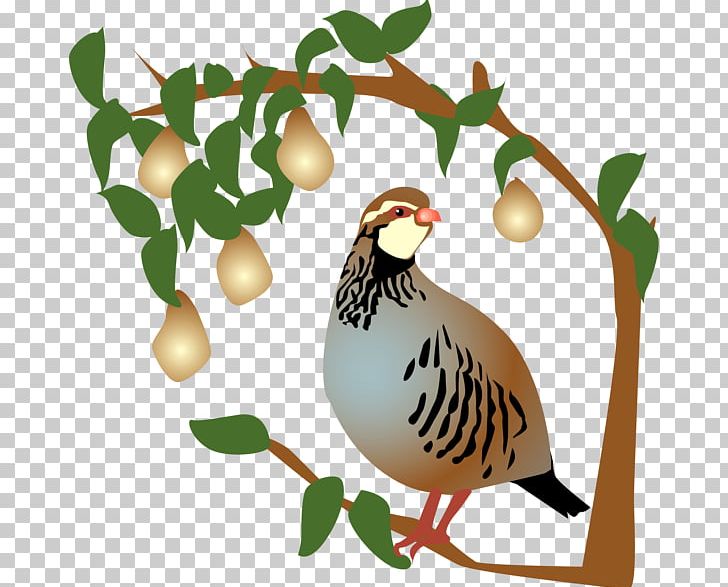 Partridge The Twelve Days Of Christmas Pear PNG, Clipart, Beak, Bird, Branch, Brown Quail, Chicken Free PNG Download