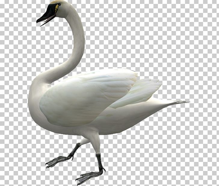 Domestic Goose Duck Swan Goose Cygnini PNG, Clipart, Anatidae, Animals, Anseriformes, Beak, Bird Free PNG Download