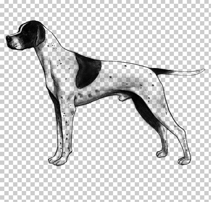 Old Danish Pointer English Foxhound American Foxhound Harrier PNG, Clipart, American Foxhound, Brac, Braque D Auvergne, Breed, Carnivoran Free PNG Download