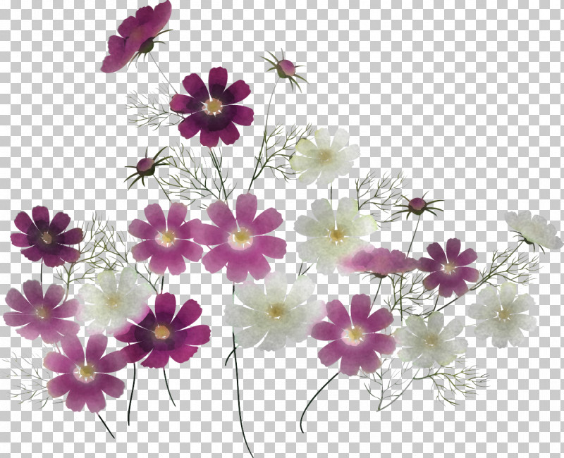 Flower Plant Pericallis Petal Wildflower PNG, Clipart, Cosmos, Daisy Family, Flower, Garden Cosmos, Pericallis Free PNG Download