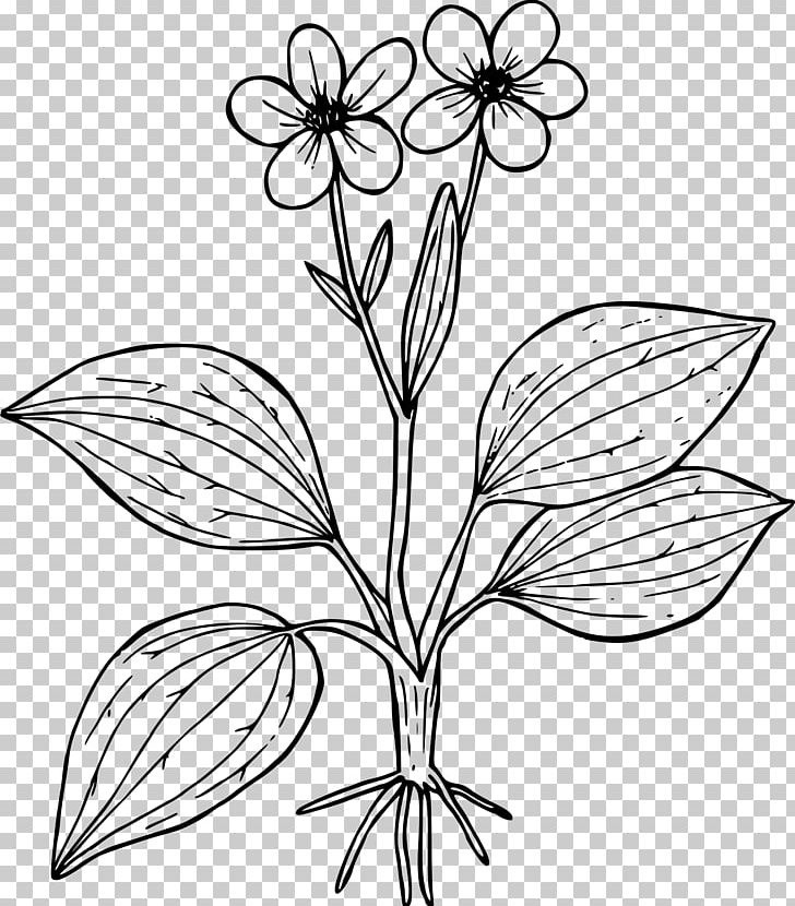 Coloring Book Flower Worksheet Ranunculus Glaberrimus PNG, Clipart, Black And White, Branch, Buttercup, Color, Coloring Book Free PNG Download