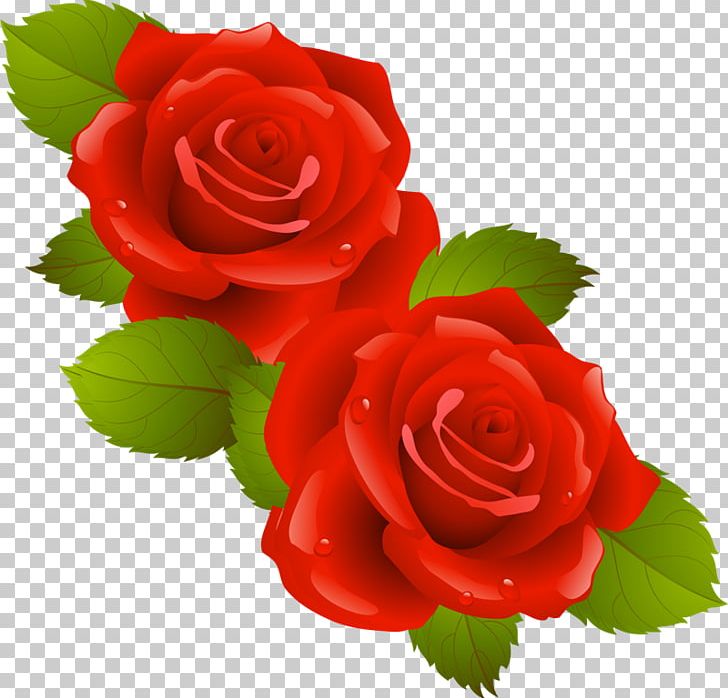 Computer Network PNG, Clipart, China Rose, Cut Flowers, Download, Floral Design, Floribunda Free PNG Download