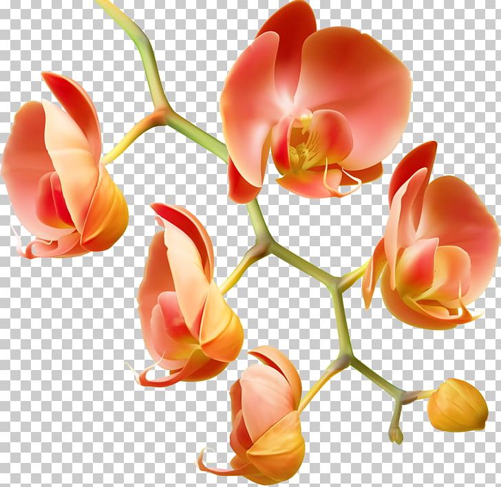 Orchids Flower Water Plant Garden Roses PNG, Clipart, Bud, Cloud, Cut Flowers, Dew, Drop Free PNG Download