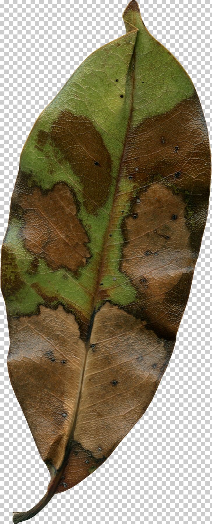 Autumn Leaf Photography PNG, Clipart, Autumn, Autumn Leaves, Dead Leaves, Download, Leaf Free PNG Download