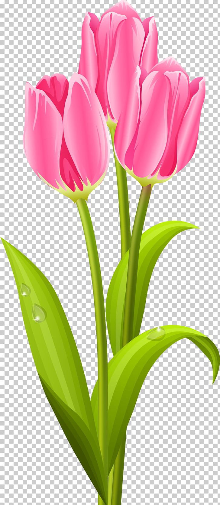 Tulip Flower Bouquet PNG, Clipart, Bud, Clip Art, Cut Flowers, Floral Design, Flower Free PNG Download