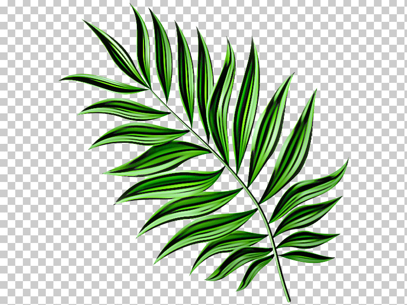 Leaf Plant Green Grass Flower PNG, Clipart, Flower, Grass, Green, Leaf, Plant Free PNG Download