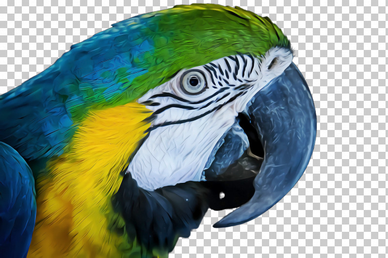 Feather PNG, Clipart, Beak, Bird, Budgie, Feather, Macaw Free PNG Download