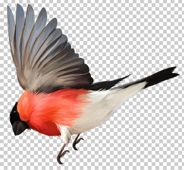 Bird Flight Bird Flight Feather PNG, Clipart, Animals, Beak, Bird, Bird Cage, Bird Class Free PNG Download