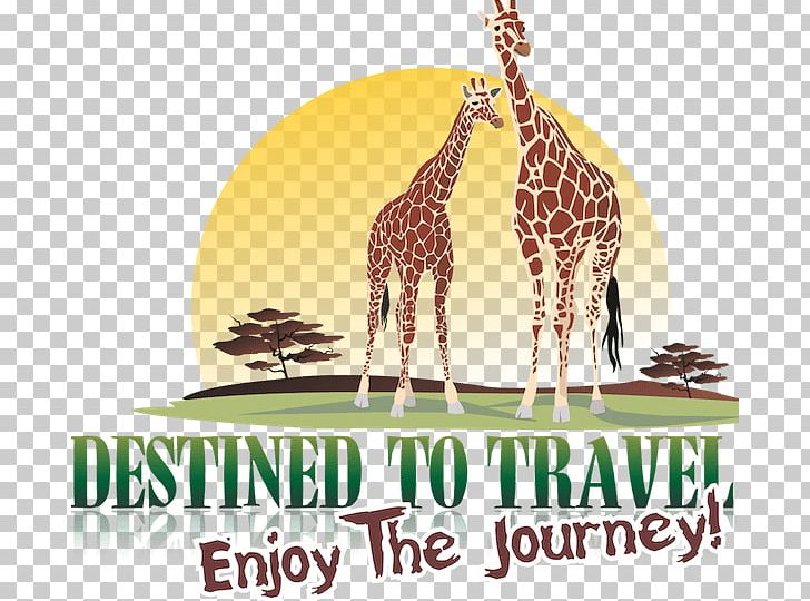 Giraffe Travel Seronera Safari Birth PNG, Clipart, Animals, Birth, Blog, Childbirth, Facebook Free PNG Download