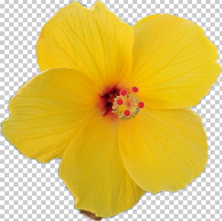 Rosemallows Pink Flowers Yellow Hawaiian Hibiscus PNG, Clipart, Annual Plant, Beach, California, Flower, Flowering Plant Free PNG Download