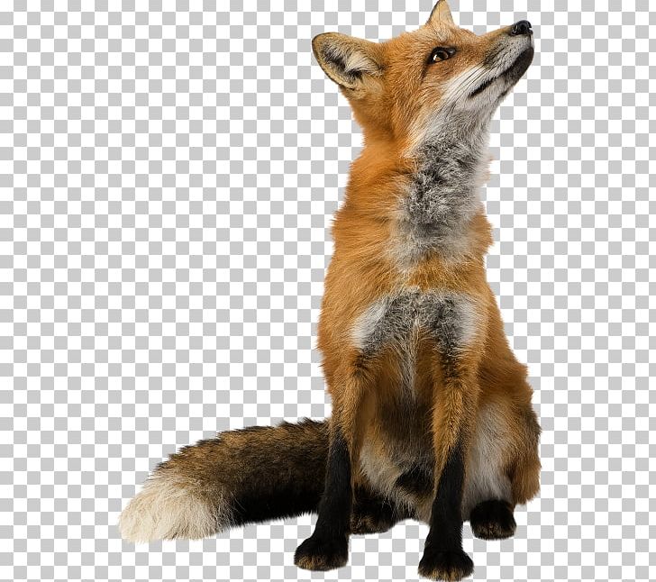 Fox PNG, Clipart, Animals, Canidae, Carnivoran, Computer Icons, Dhole Free PNG Download