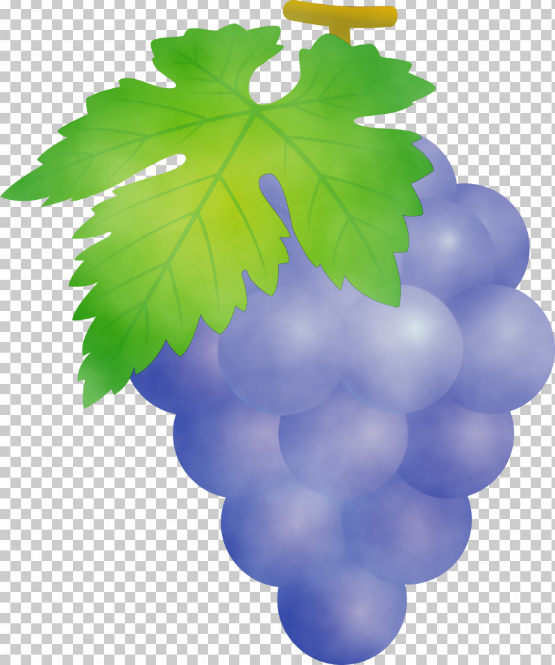 Grape Leaf Grape Leaves Grapevine Family Seedless Fruit PNG, Clipart, Flower, Fruit, Grape, Grape Leaves, Grapes Free PNG Download
