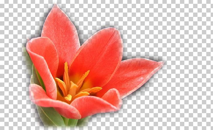 Flower Tulip PNG, Clipart, Accessories, Antique Frame, Antique Jewelry Sketch, Antiquity, Cartoon Free PNG Download