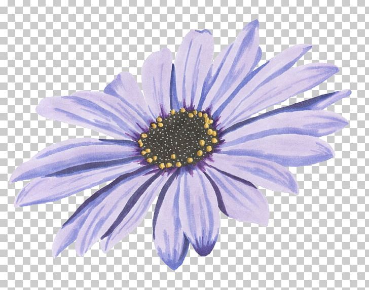 Chrysanthemum Purple PNG, Clipart, Adobe Illustrator, Aster, Chrysanths, Daisy, Daisy Family Free PNG Download