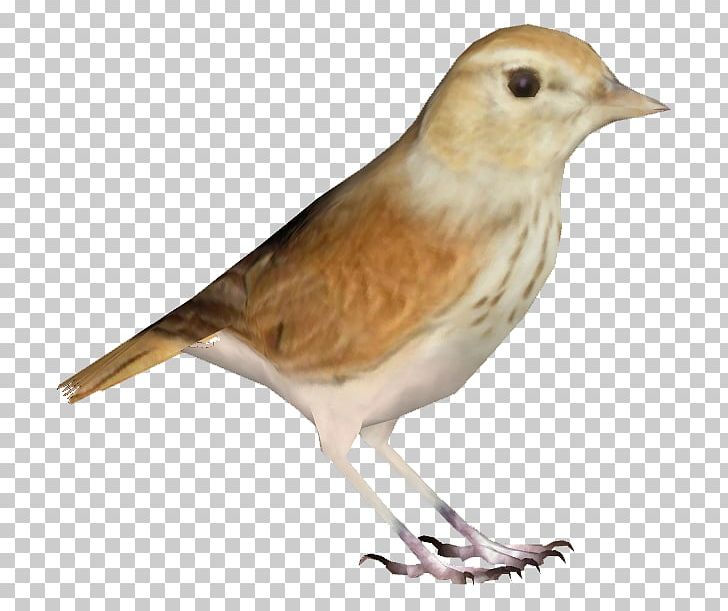 Common Nightingale House Sparrow Finch American Sparrows PNG, Clipart, American Sparrows, Animals, Beak, Bird, Common Nightingale Free PNG Download