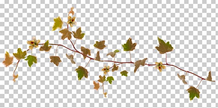 Maple Leaf Autumn Plant PNG, Clipart, Autumn, Branch, Download, Flora, Flowering Plant Free PNG Download