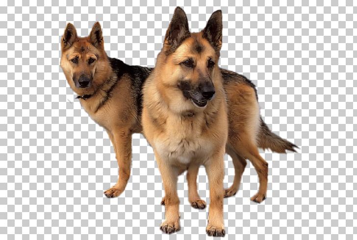 Old German Shepherd Dog King Shepherd Shiloh Shepherd Dog Tervuren Kunming Wolfdog PNG, Clipart, Breed Group Dog, Carnivoran, Dog, Dog Breed, Dog Breed Group Free PNG Download