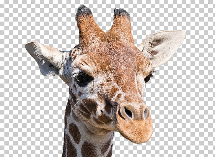 Giraffe Neck Terrestrial Animal Snout Wildlife PNG, Clipart, Animal, Giraffe, Giraffidae, Mammal, Neck Free PNG Download