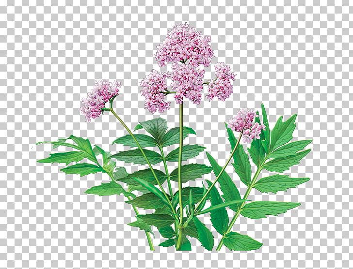 Herbal Tea Dietary Supplement Valerian PNG, Clipart, Caffeine, Capsule, Dietary Supplement, Extract, Flower Free PNG Download