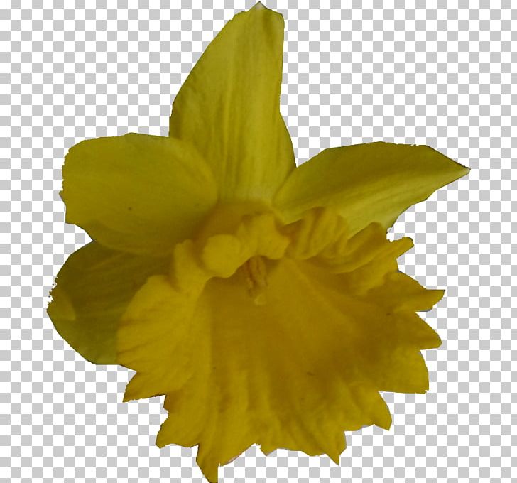 Narcissus PNG, Clipart, Amaryllis Family, Flower, Flowering Plant, Jonquille, Narcissus Free PNG Download