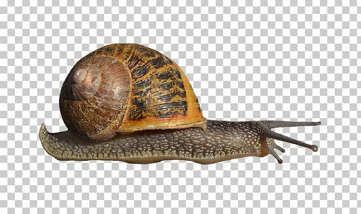Portable Network Graphics Snails And Slugs Transparency PNG, Clipart, Animals, Computer Icons, Download, Escargot, Image File Formats Free PNG Download