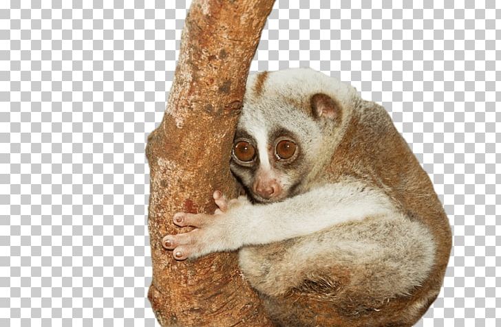 Pygmy Slow Loris Primate Javan Slow Loris Slender Loris Threatened Species PNG, Clipart, Animal, Basal Metabolic Rate, Fauna, Framed 2, Fur Free PNG Download