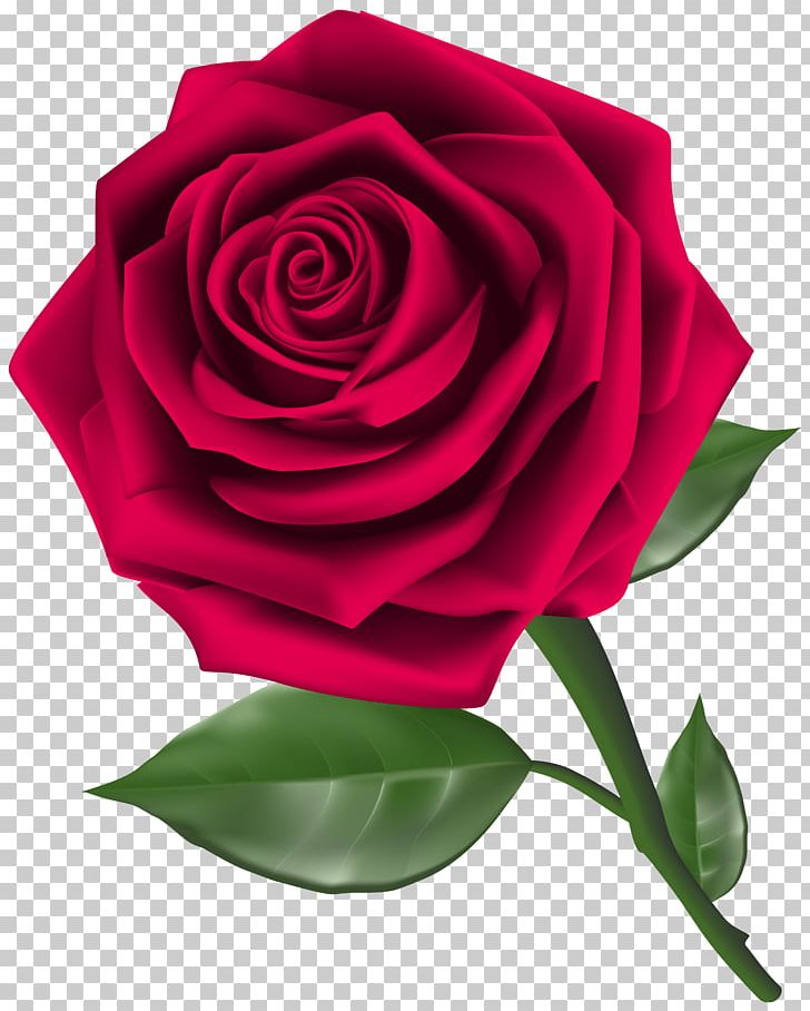 Rose Flower Red PNG, Clipart, 3d Roses Cliparts, Blue Rose, China Rose, Cut Flowers, Download Free PNG Download