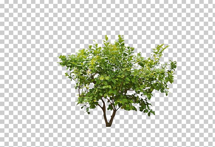 Shrub Plant PNG, Clipart, Aut, Branch, Christmas Tree, Download, Family Tree Free PNG Download
